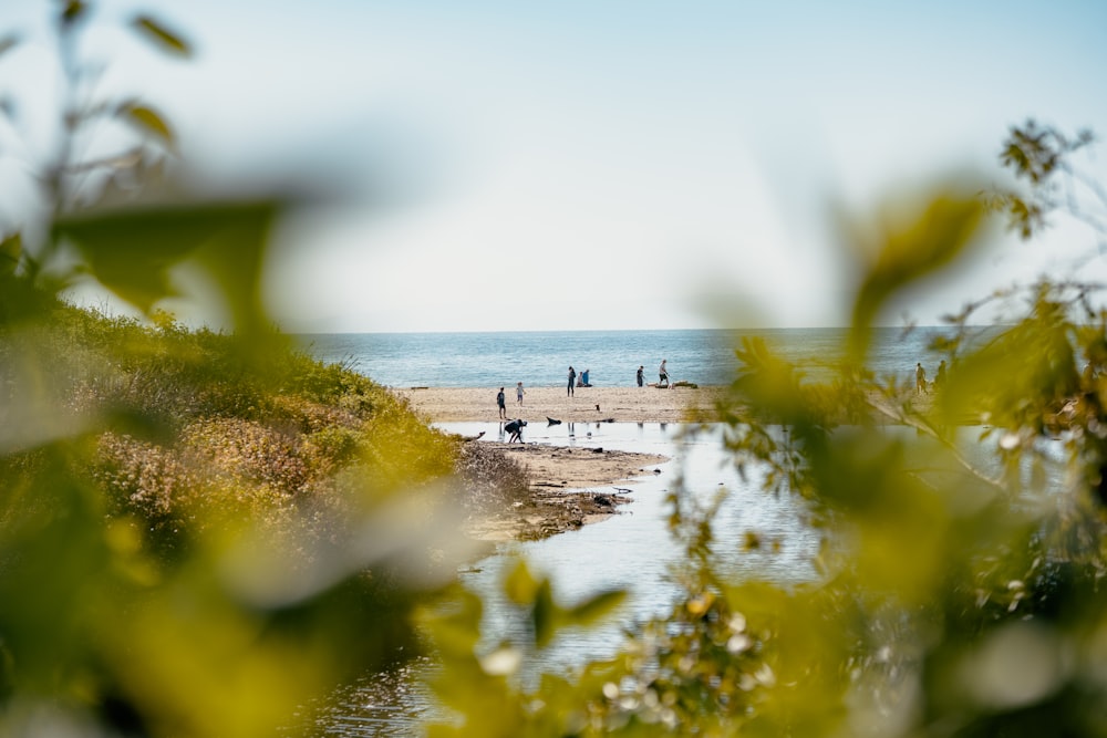 people on beach during daytime