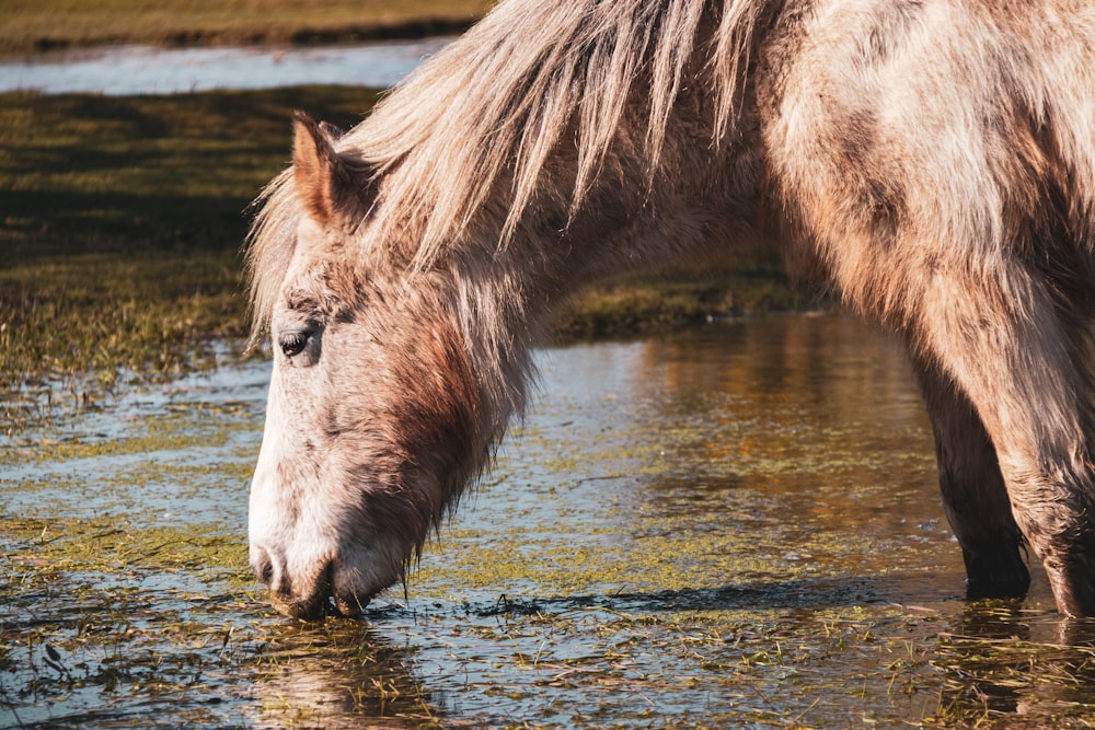 white horse on water during daytime