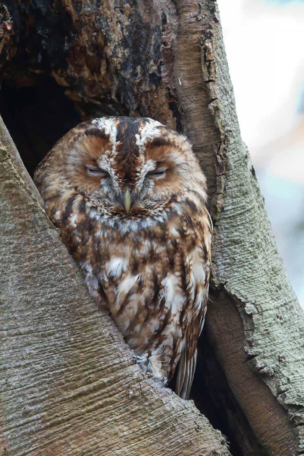 brown and white owl on brown tree trunk