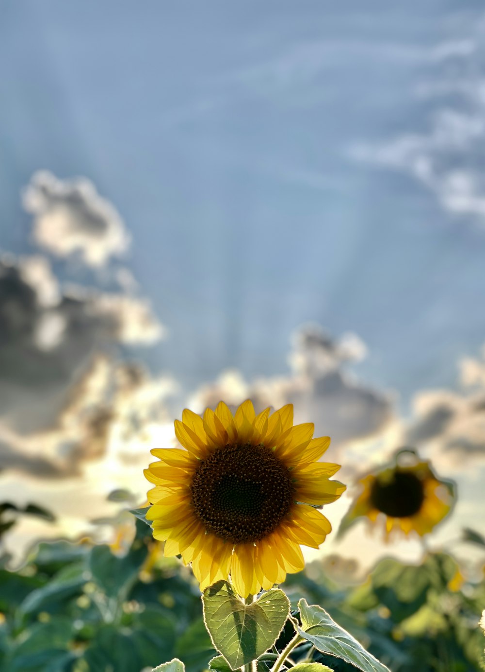 sunflower under white clouds and blue sky during daytime