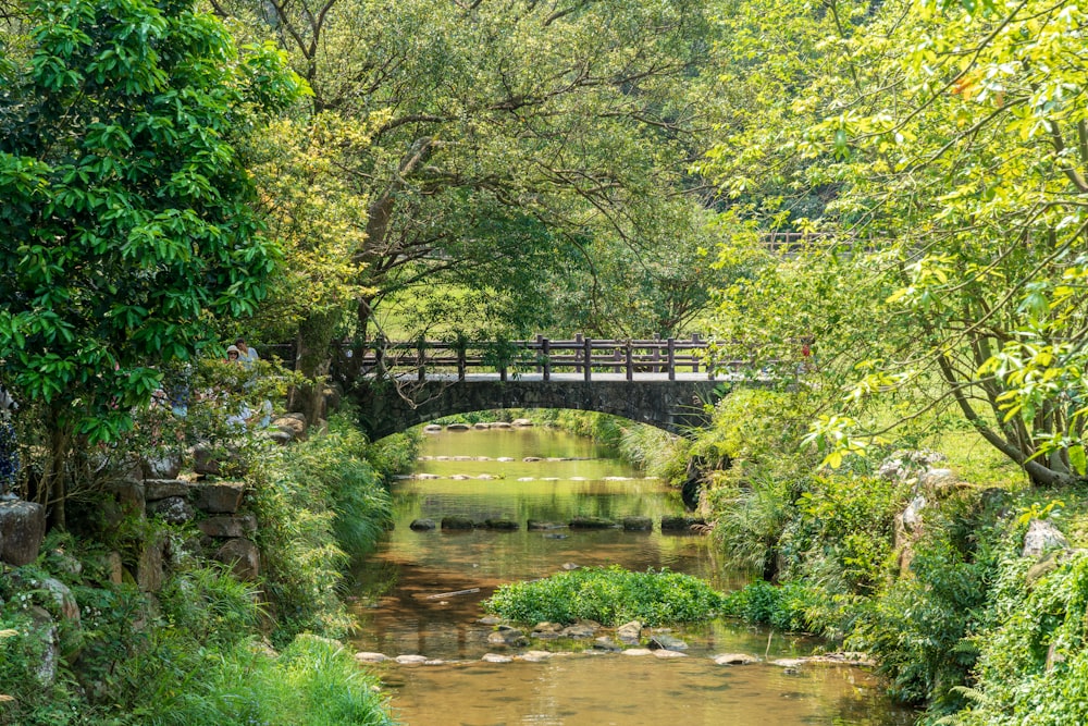 green trees near river during daytime