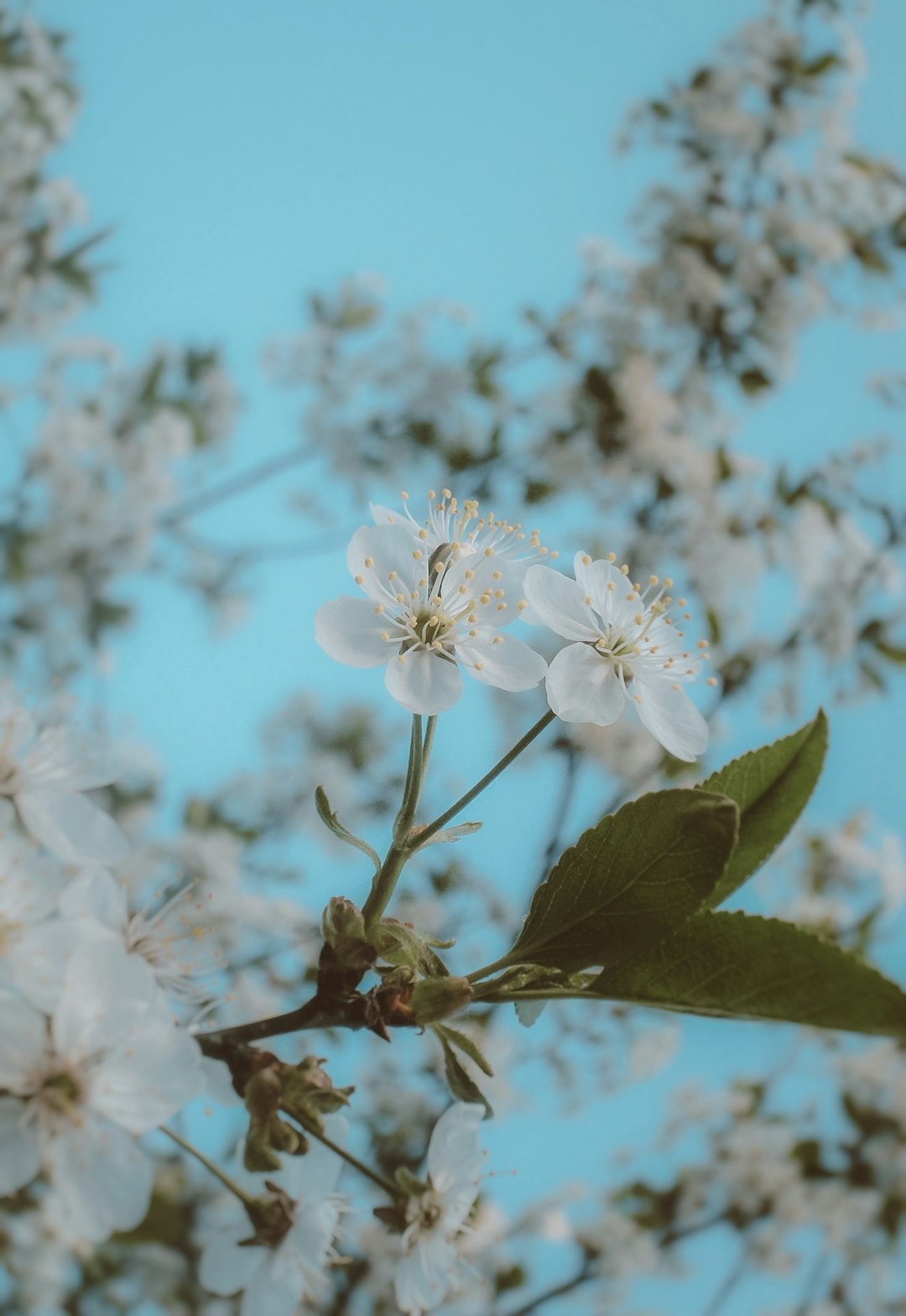 white cherry blossom in bloom during daytime