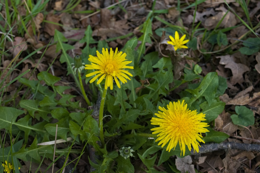 yellow flower on brown soil