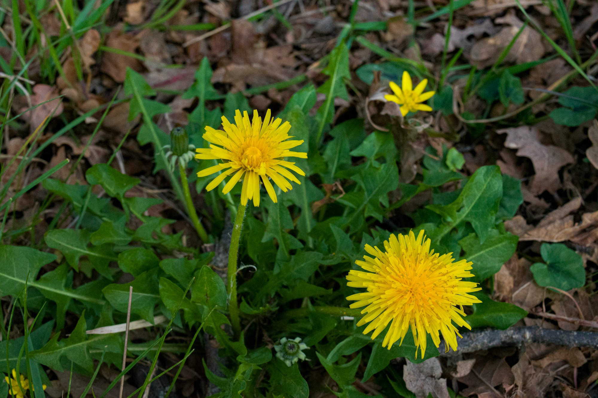 Indian Dandelion with yellow flower