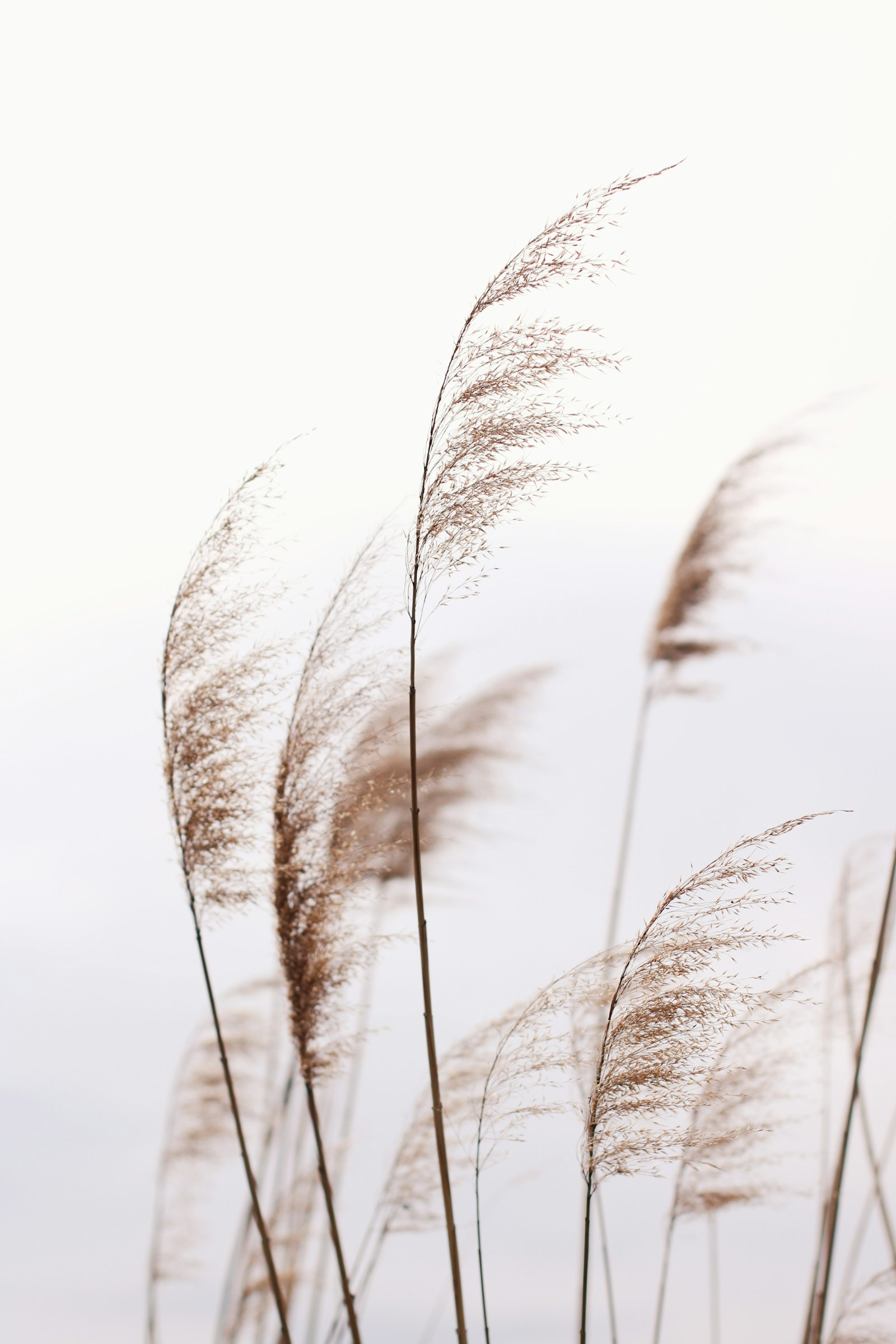 Canon EOS 750D (EOS Rebel T6i / EOS Kiss X8i) + Canon EF 50mm F1.4 USM sample photo. Grayscale photo of palm photography