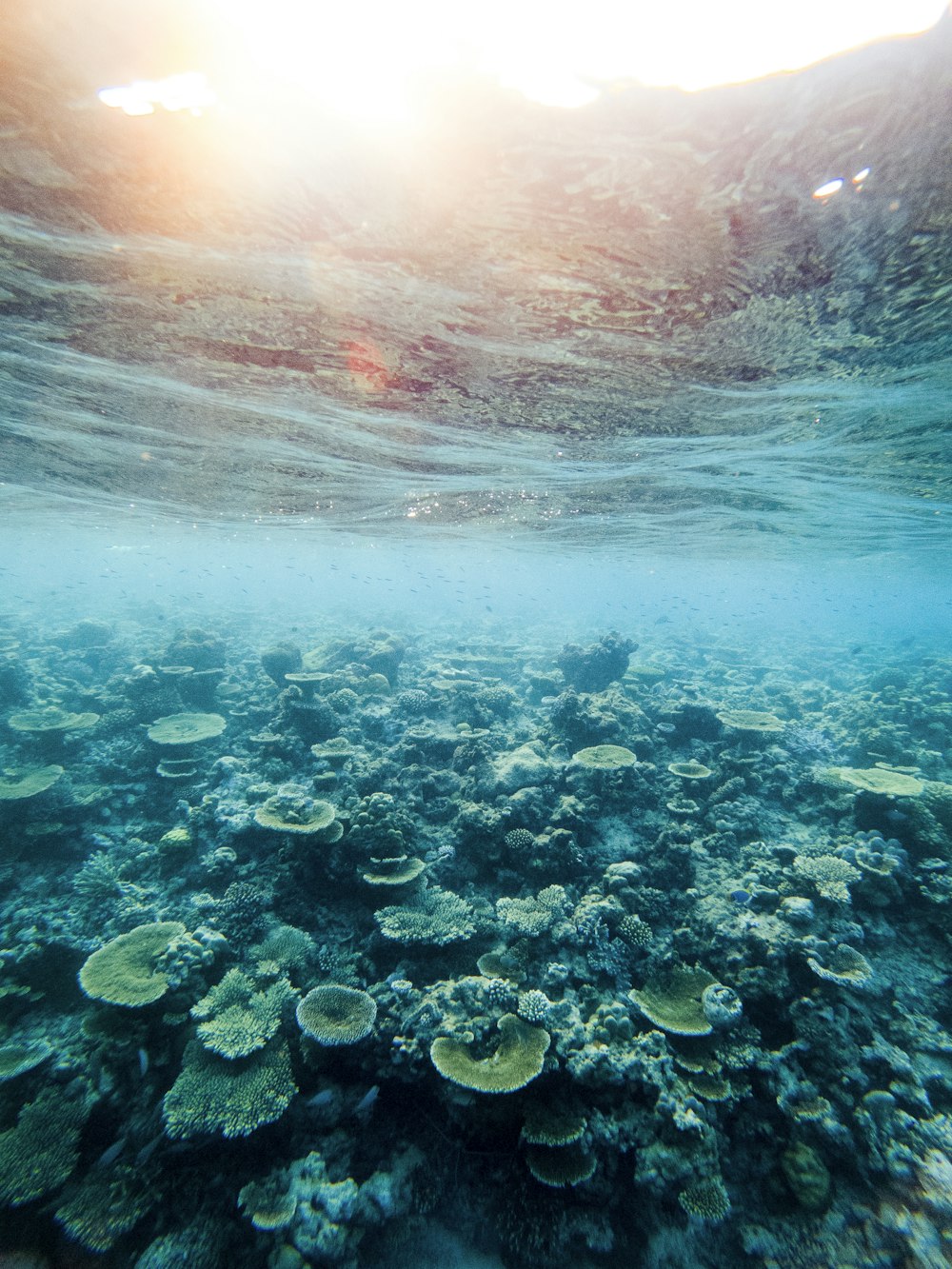 Arrecife de coral marrón y gris