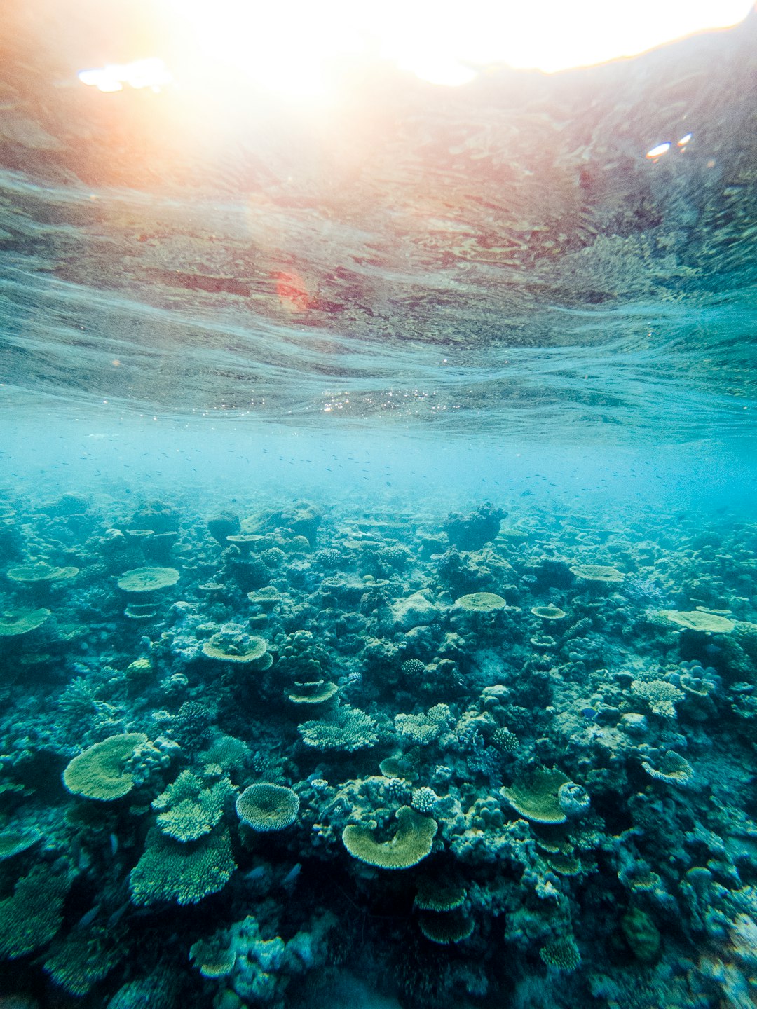Underwater photo spot Maldive Islands Felidhoo