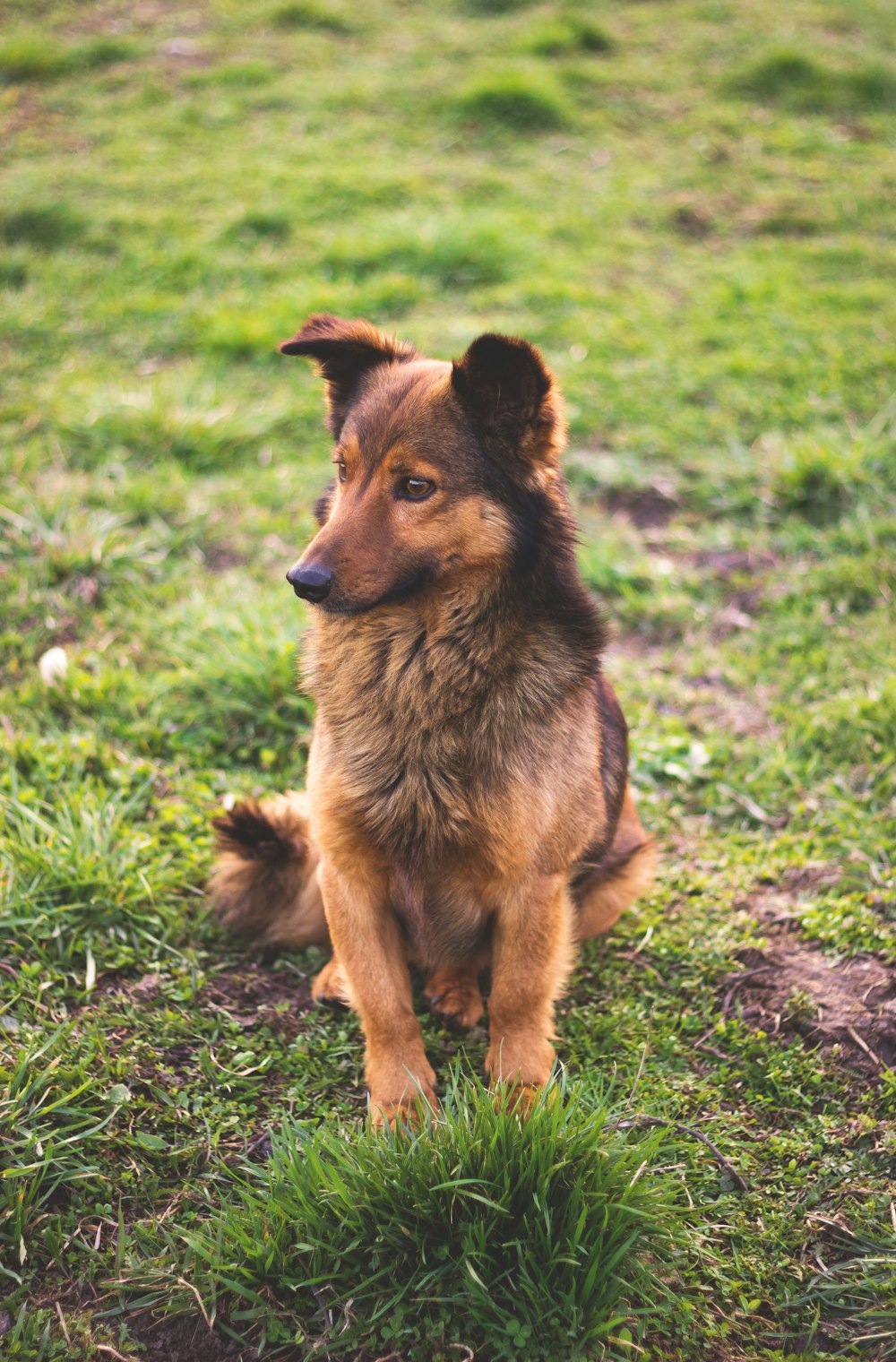 日中に緑の芝生の上に座っている茶色と黒の短いコートの犬