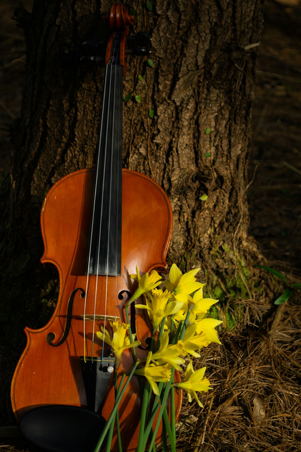 brown violin on tree trunk