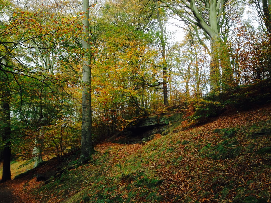 Forest photo spot NE25 Whitby