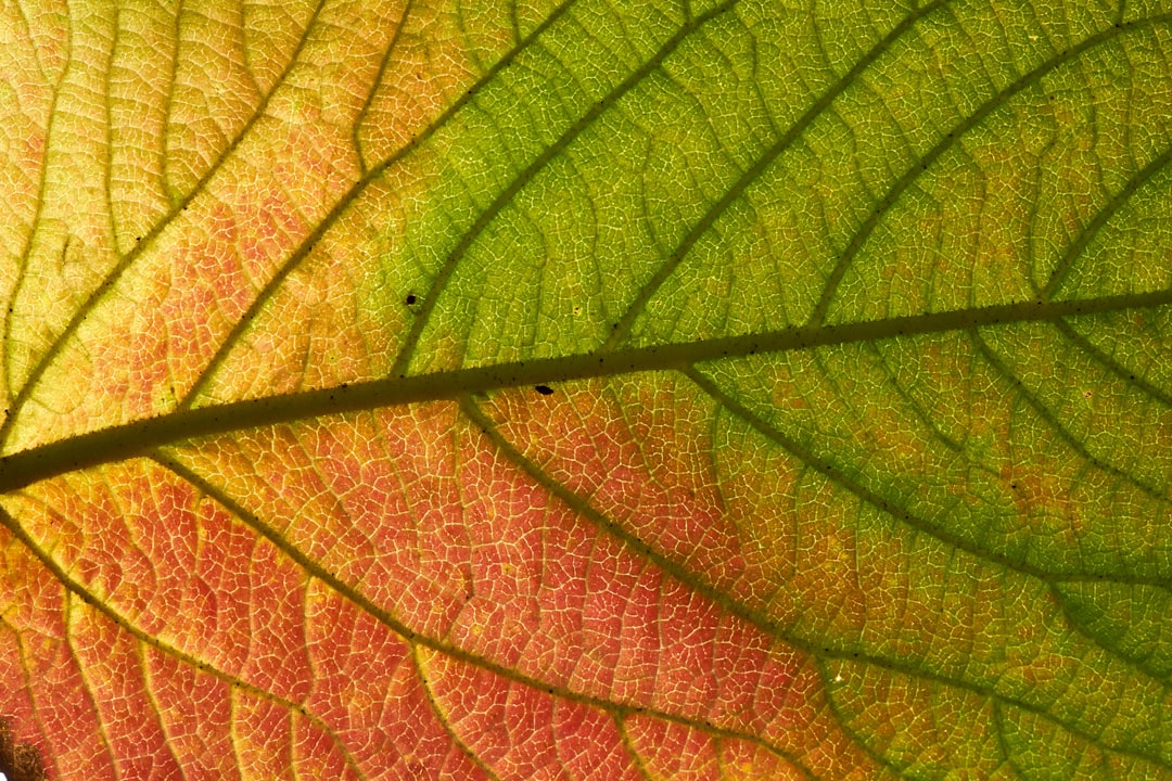 green and brown leaf in close up photography