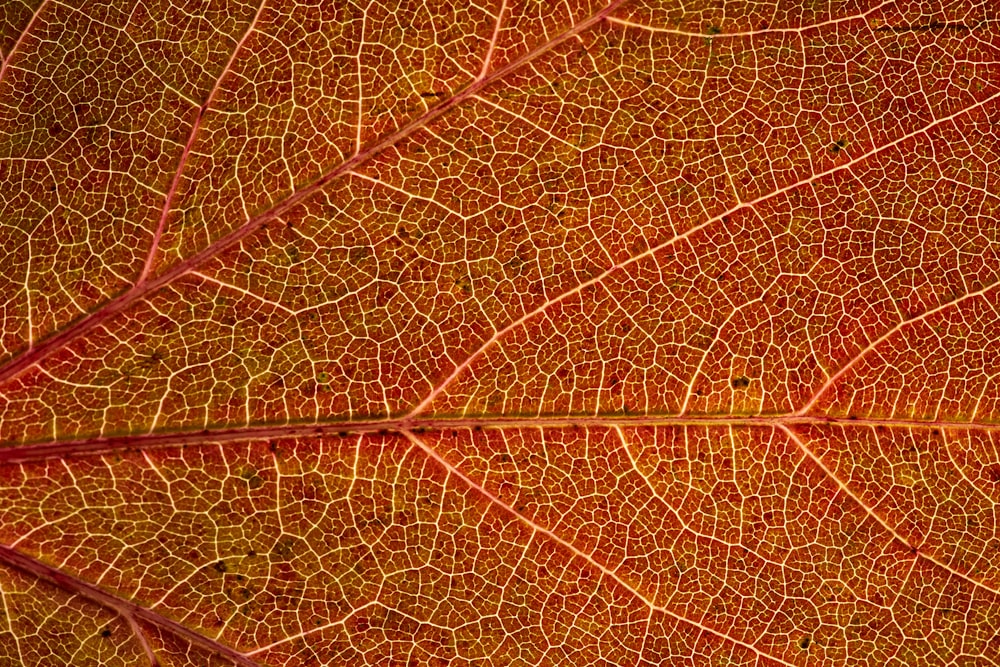 brown leaf in close up photography