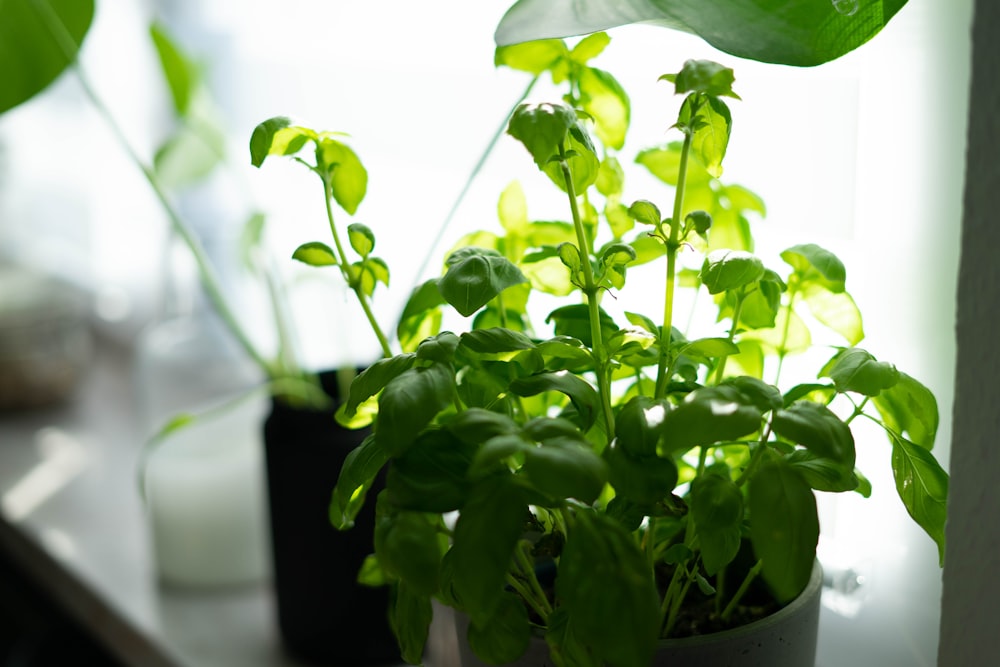 green plant on black plastic pot