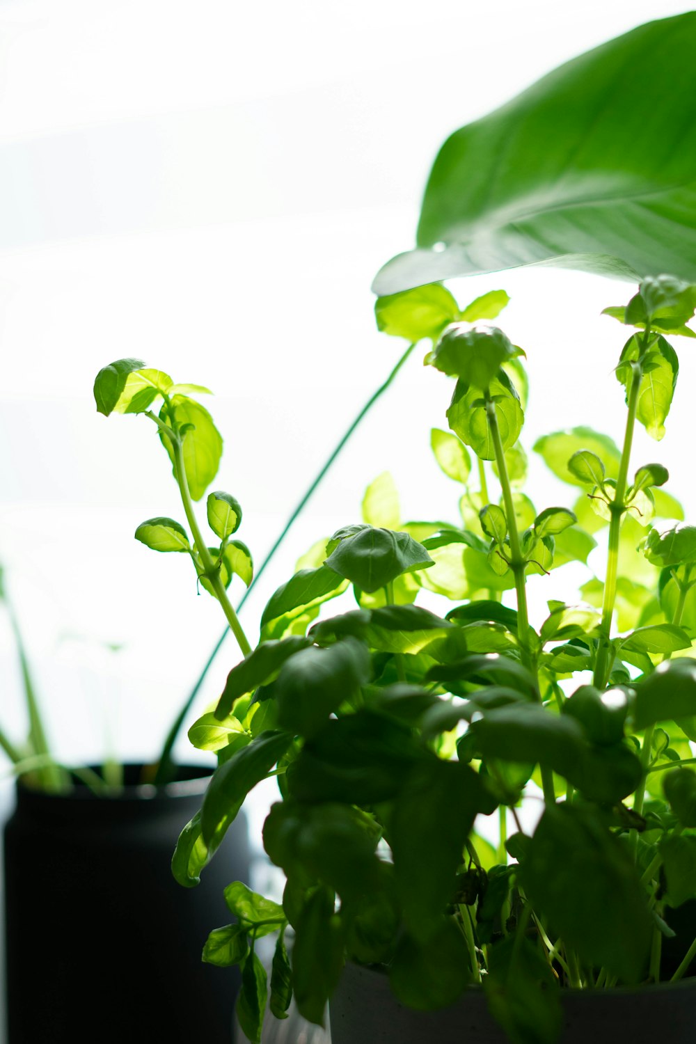 green plant in black pot