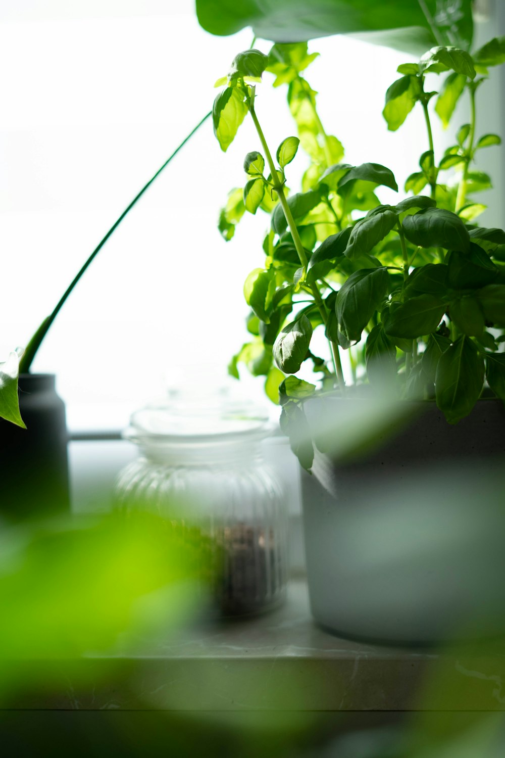 green plant in clear glass jar