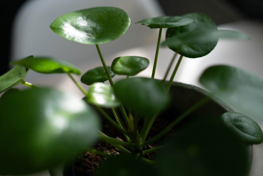 green plant with water droplets