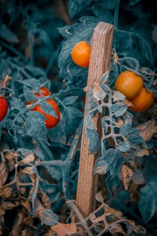 Red and orange tomatoes hang on the vine amidst lush, textured green foliage. A wooden stake supports the plants, intertwining with leaves and stems.