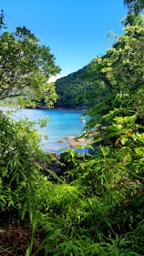 green trees near body of water during daytime