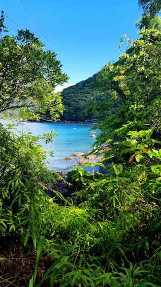 green trees near body of water during daytime