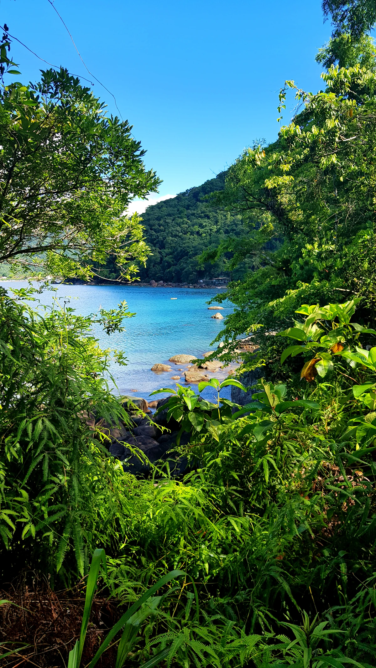 Green trees and Atlantic Forest near the ocean along the Trilha das 7 Praias trail in Ubatuba, São Paulo, Brazil.