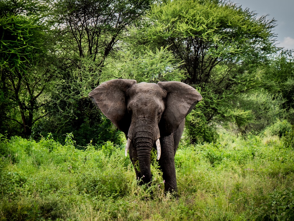 brown elephant on green grass field during daytime