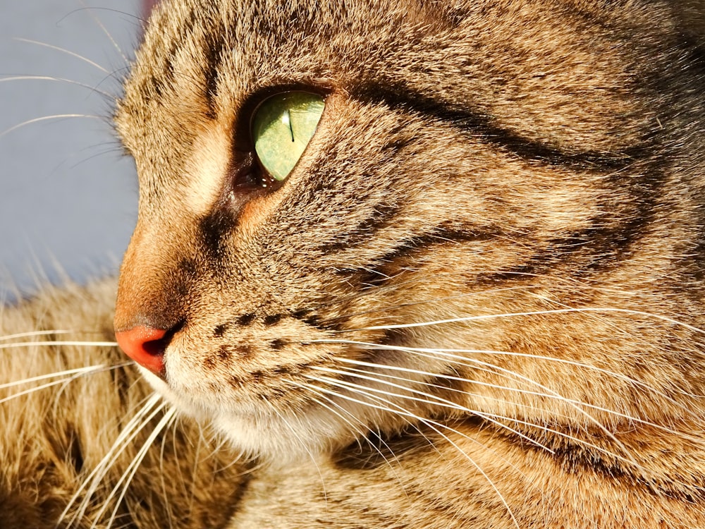 brown tabby cat with green eyes