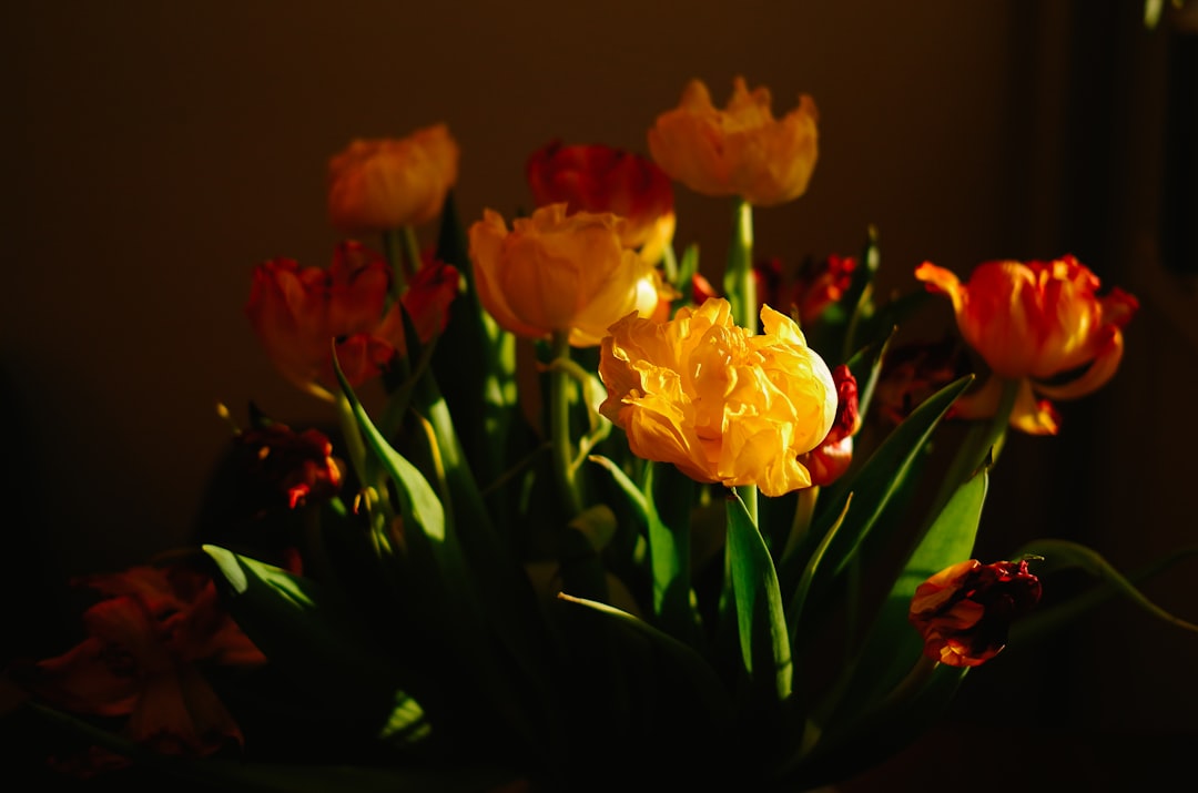 yellow flowers in tilt shift lens photo – Free Plant Image on Unsplash