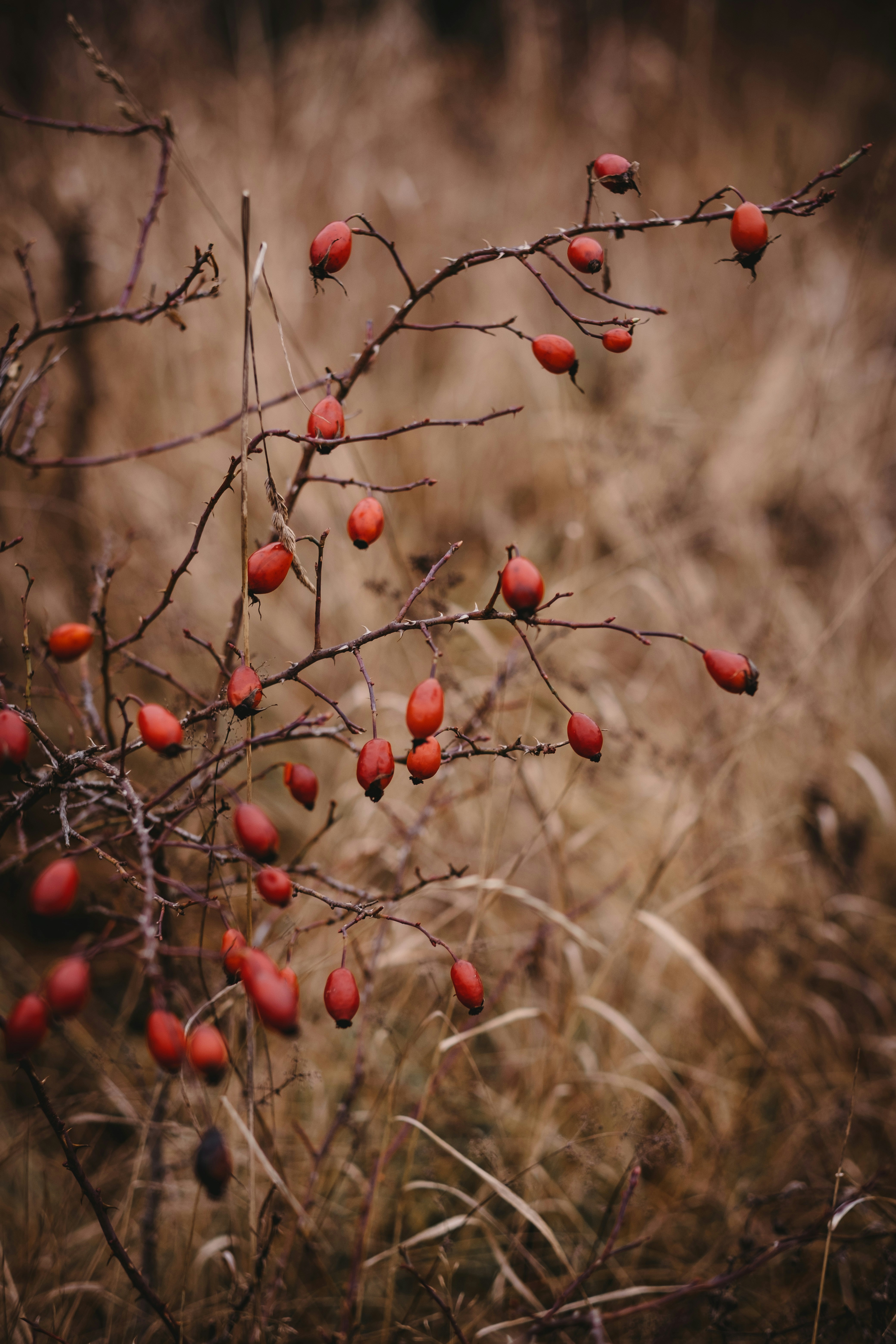 Photo by niklasveenhuis