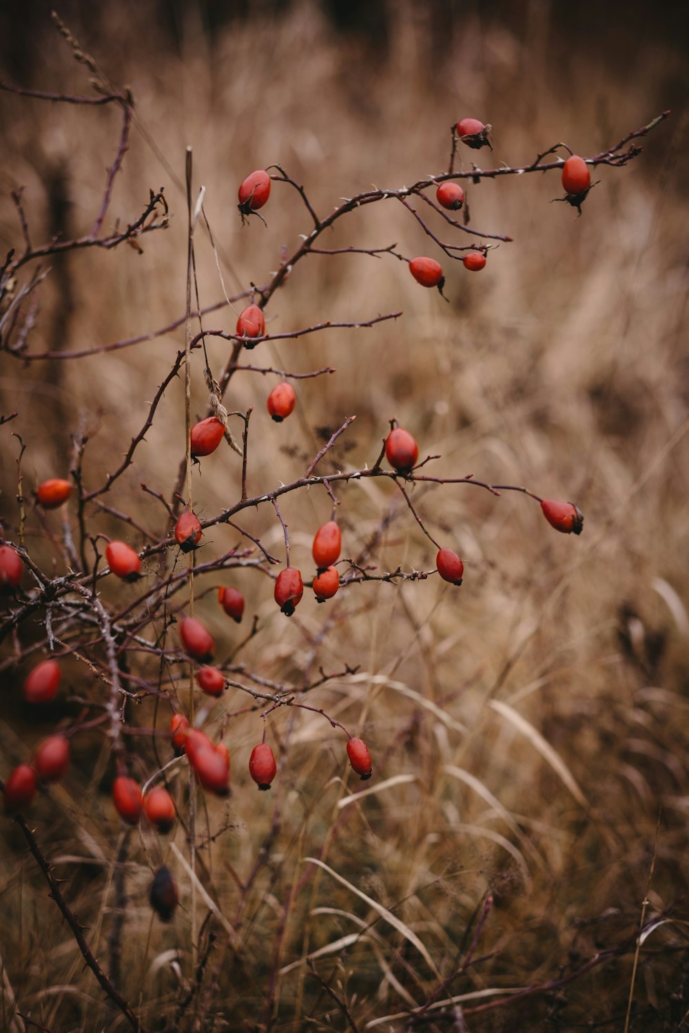 red round fruits on brown grass during daytime