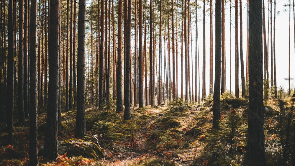 brown trees on brown grass field during daytime