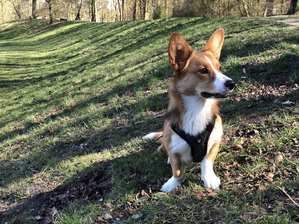 brown and white corgi on green grass field during daytime