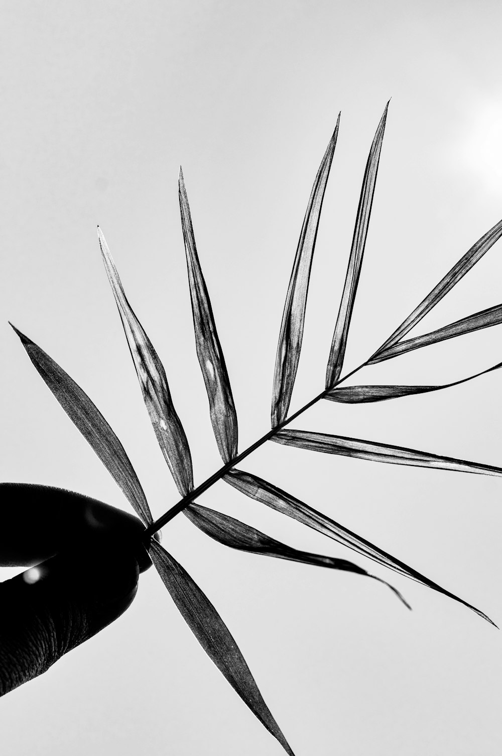 grayscale photo of plant leaves