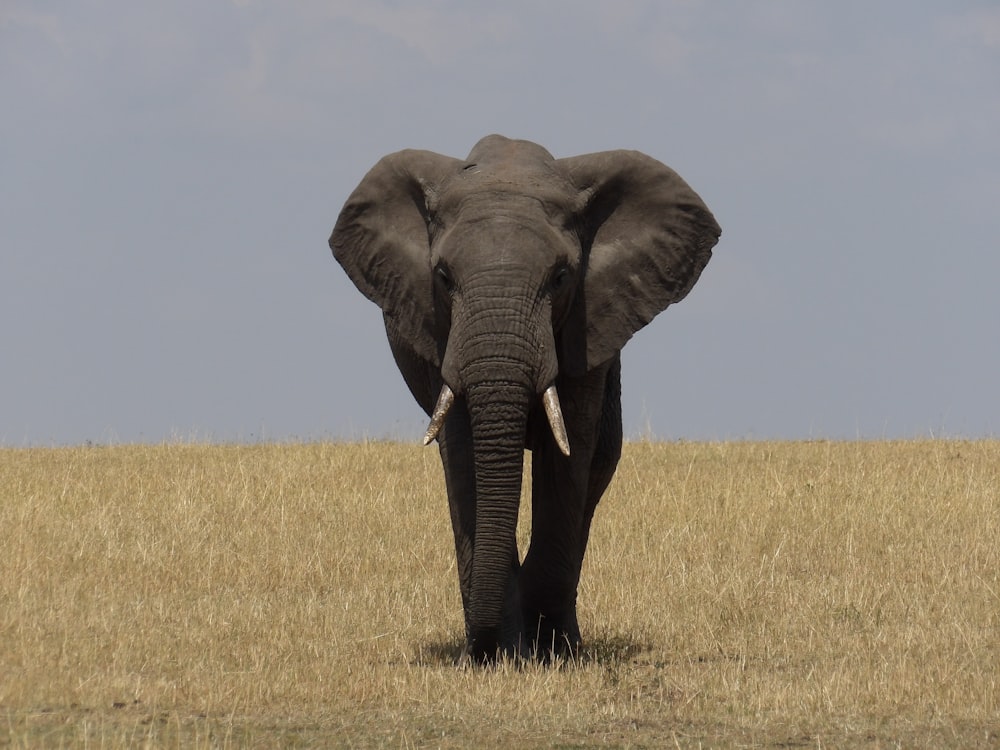 Elefante gris en el campo de hierba marrón durante el día