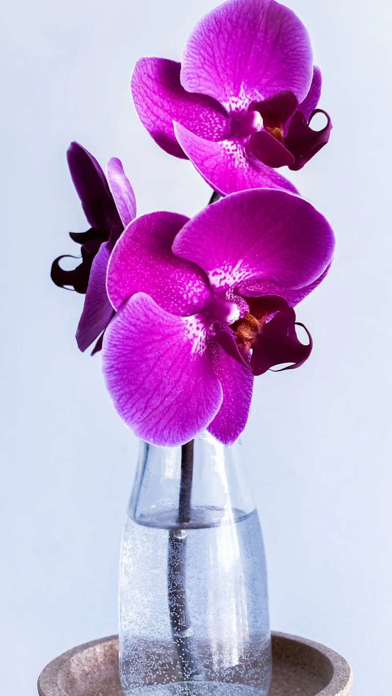 Luxury Orchids in Pot