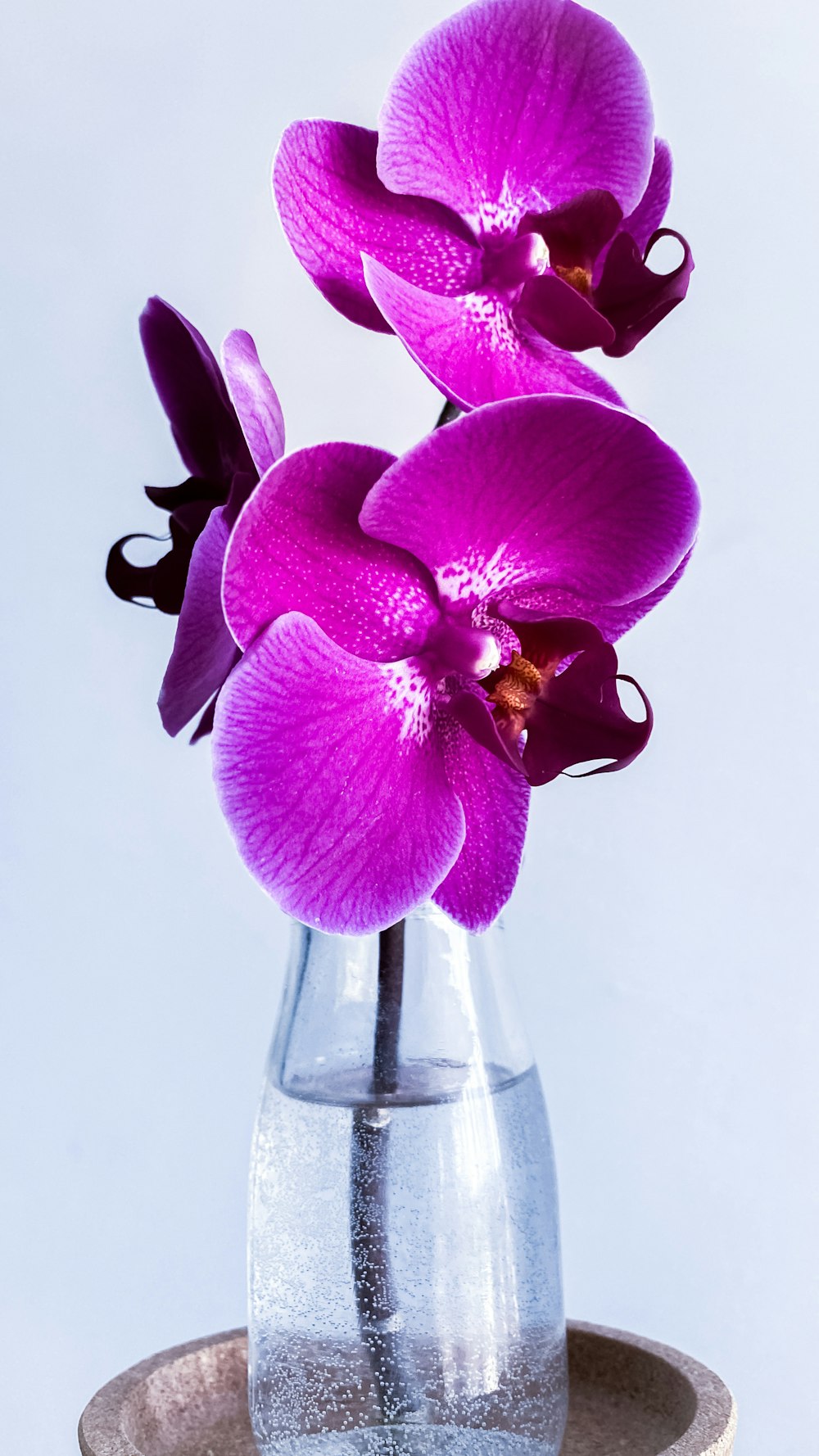 purple moth orchid in clear glass vase