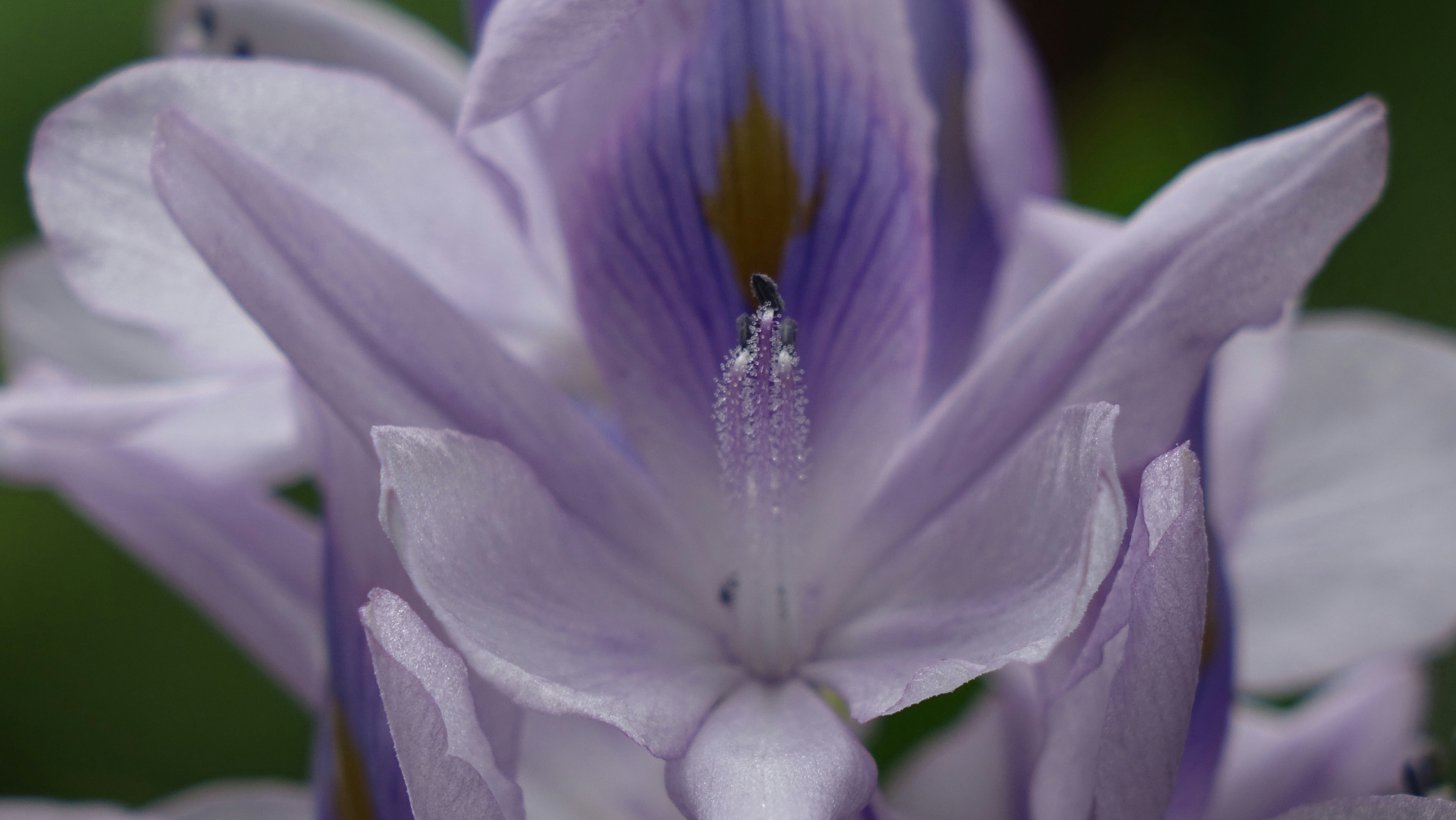 purple flower in macro shot