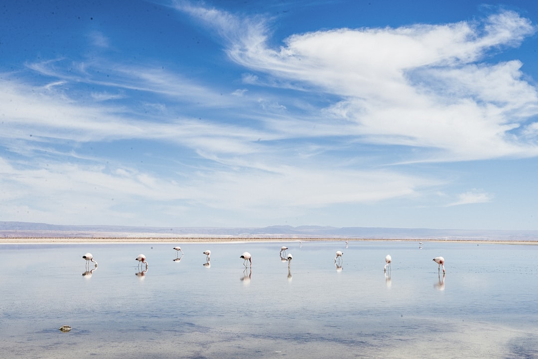 Ecoregion photo spot San Pedro de Atacama Salar de Atacama