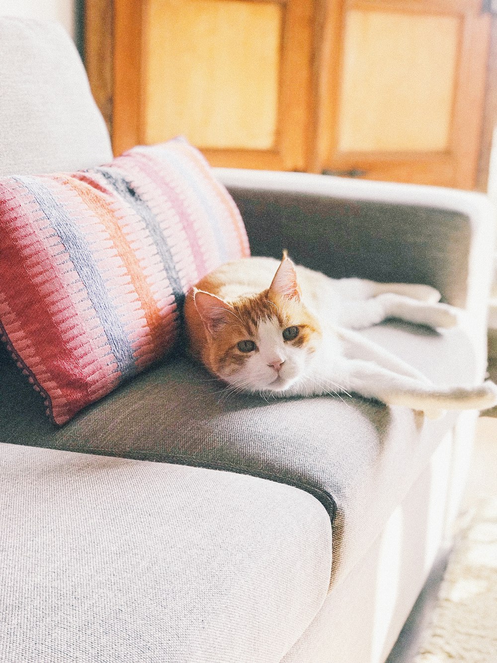 orange and white cat on gray sofa chair