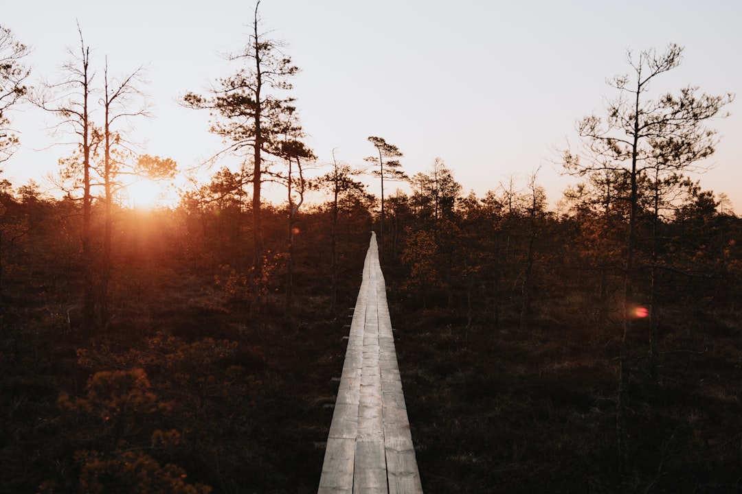 gray concrete road between trees during sunset