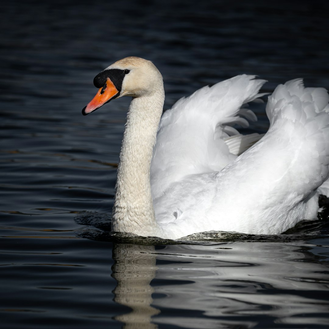 white swan on water during daytime