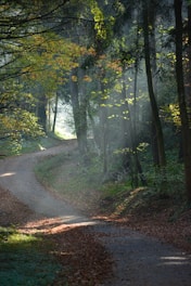 A calming scene of a winding path through a quiet forest in soft teal and cream tones.