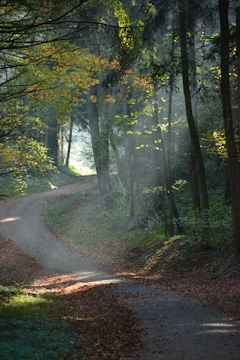 A serene view of Froehlich Farm Preserve with tall trees and a winding trail bathed in soft sunlight.