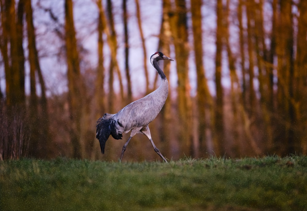 grey and black long beak bird on green grass field during daytime