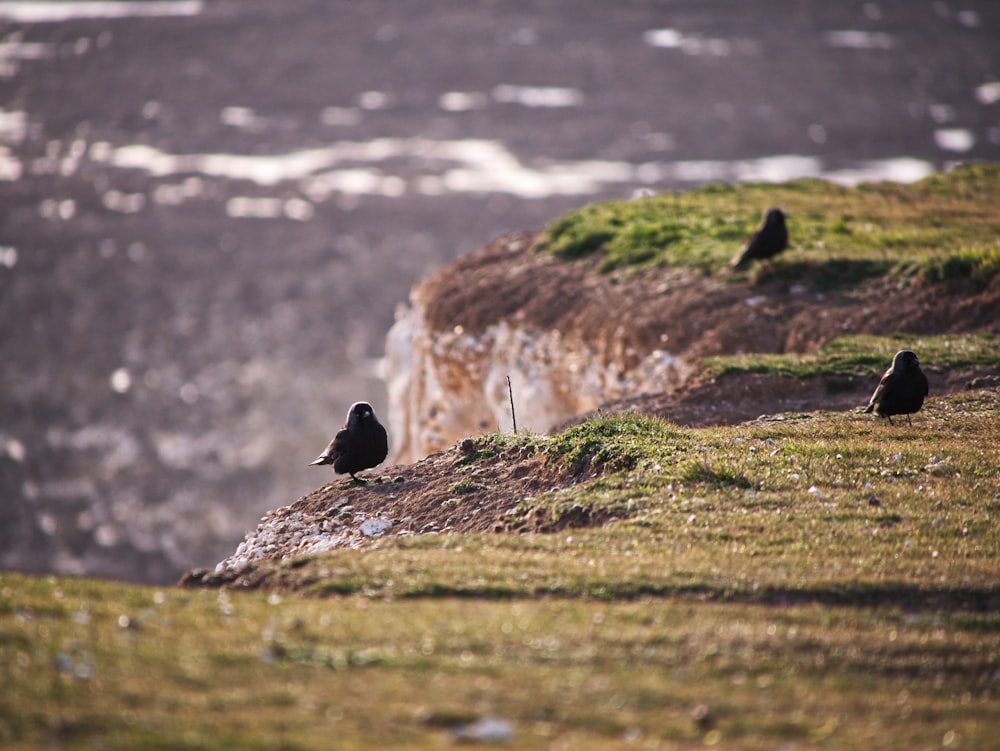 black bird on brown rock during daytime