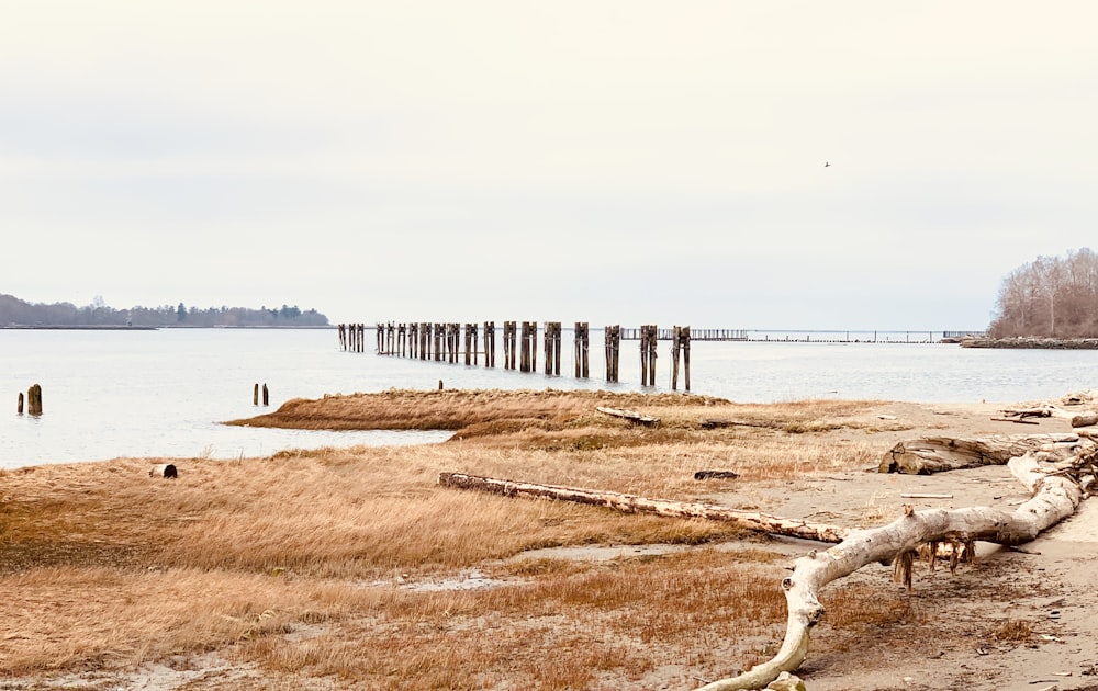 brown grass field near body of water during daytime