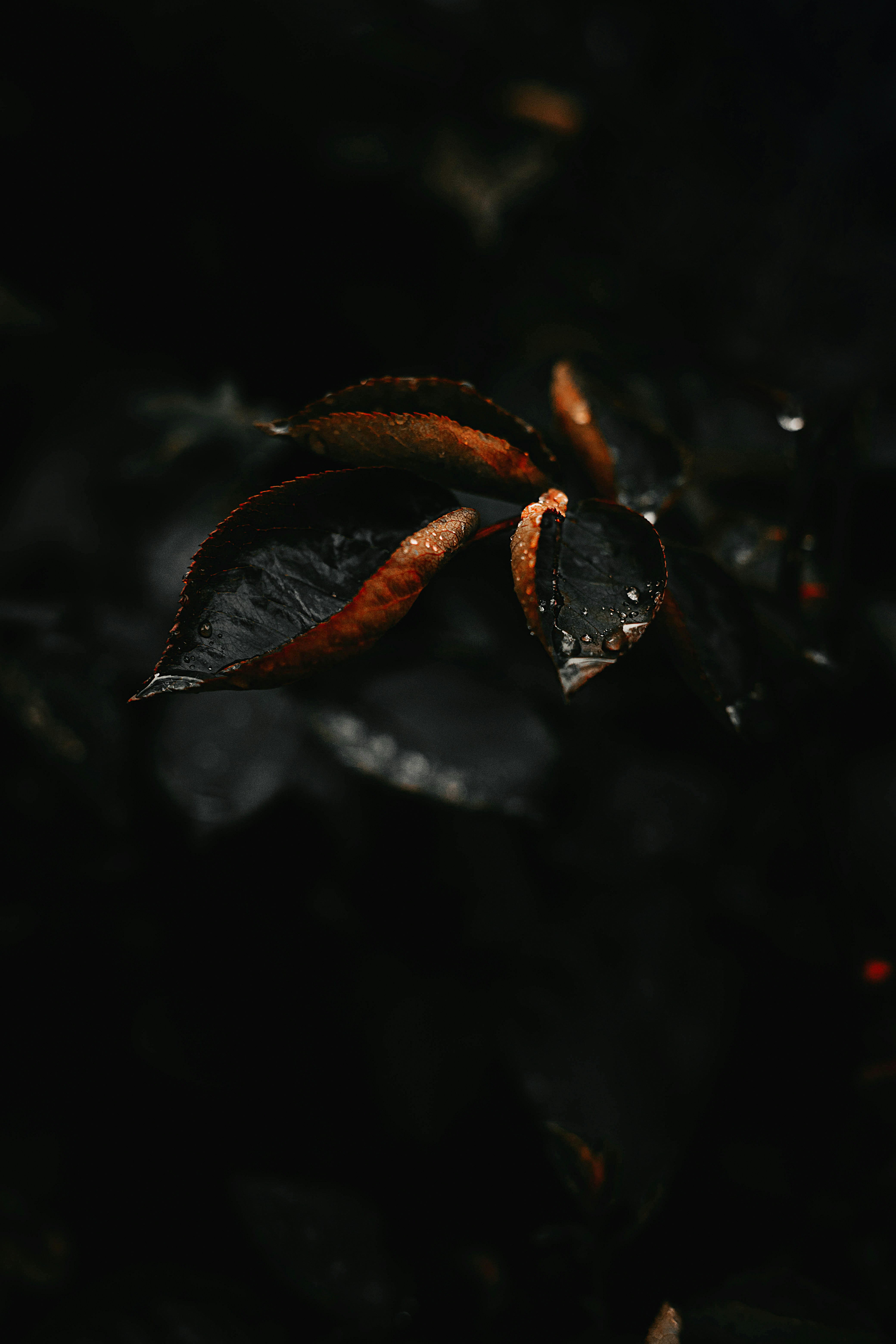 wallpaper<br>