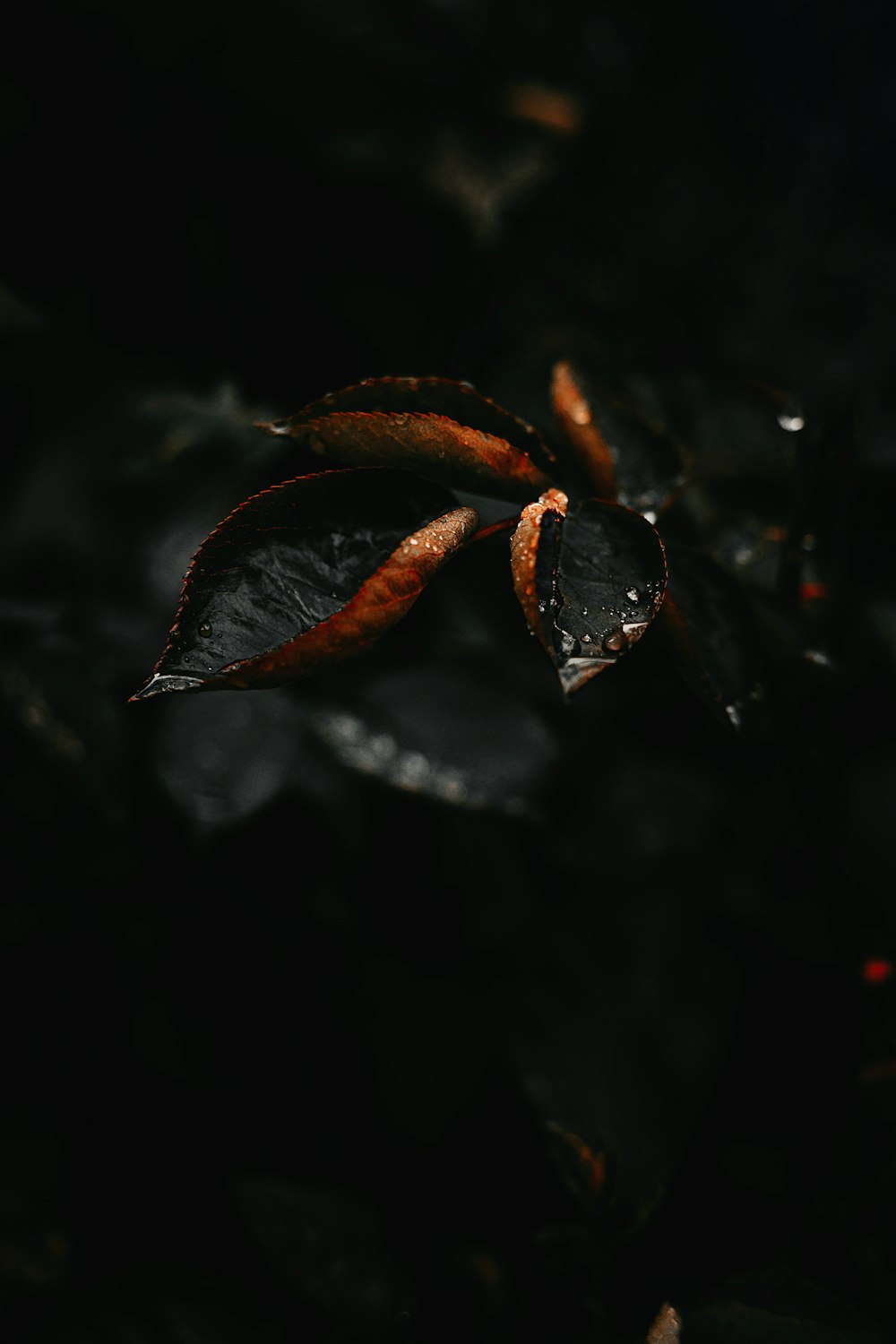 brown dried leaf on water