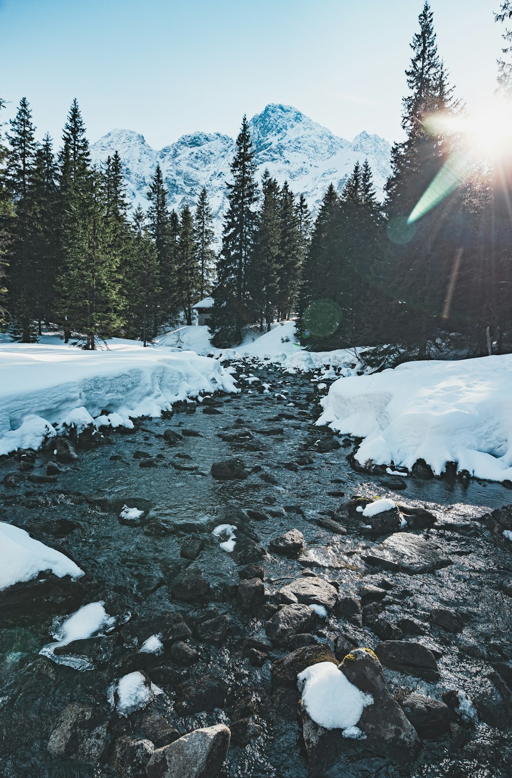 Campo cubierto de nieve y árboles durante el día