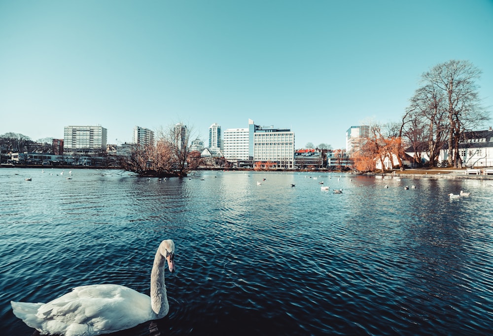 swan on water near city buildings during daytime