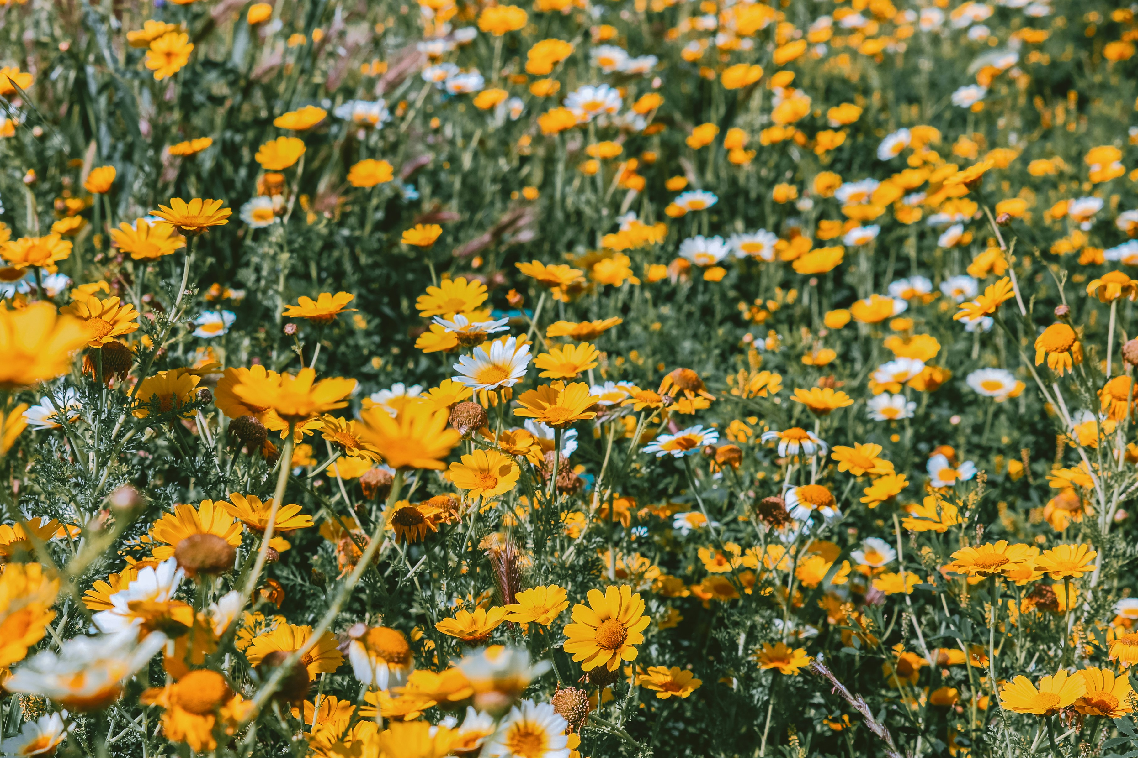 Photo by isisallegra_